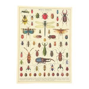 Bugs & Insects Paper Print